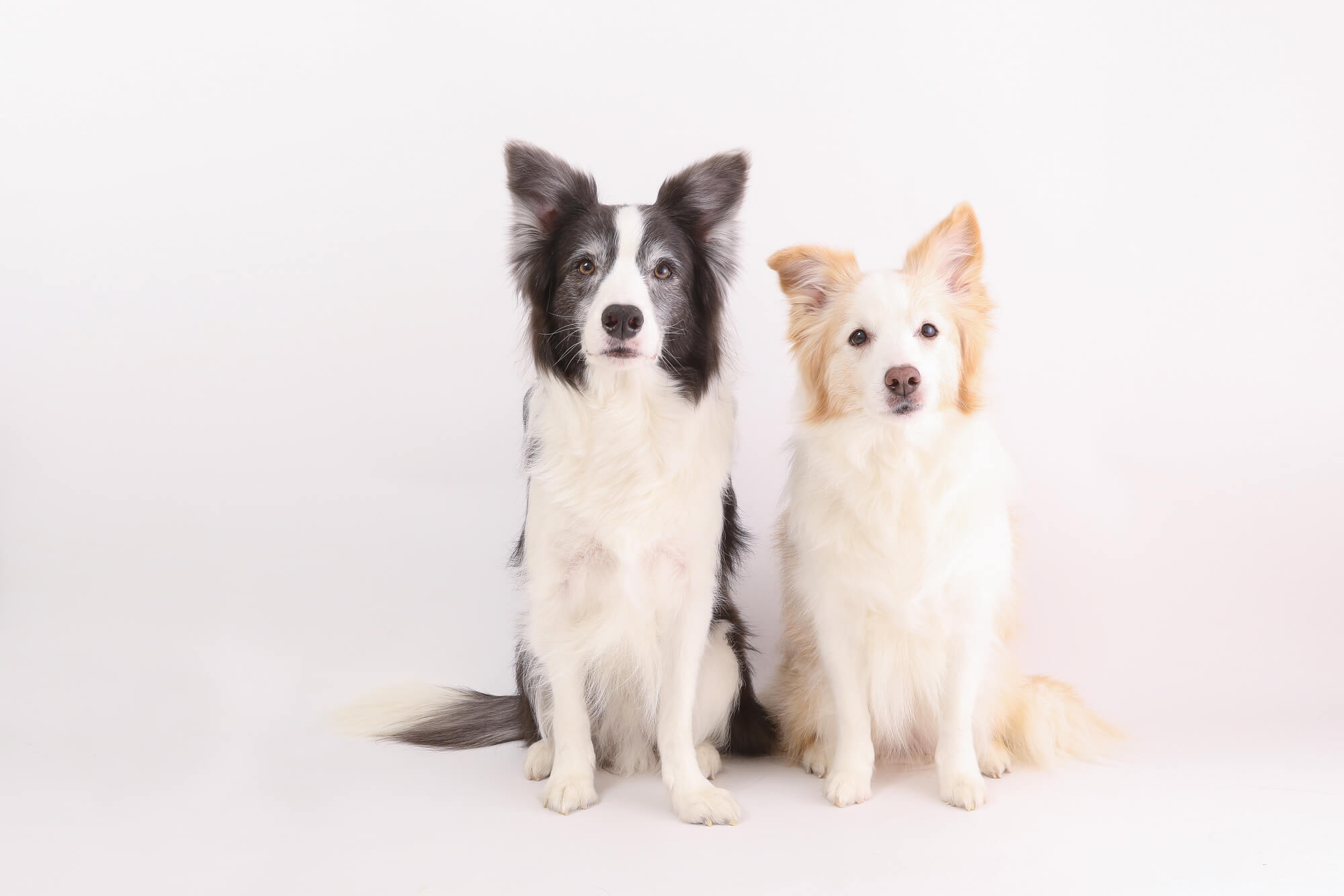 ボーダーコリーは飼いやすい？飼いやすさを左右するポイント